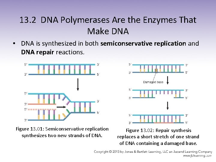 13. 2 DNA Polymerases Are the Enzymes That Make DNA • DNA is synthesized