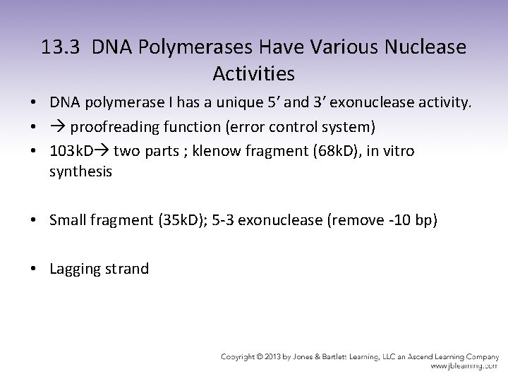 13. 3 DNA Polymerases Have Various Nuclease Activities • DNA polymerase I has a