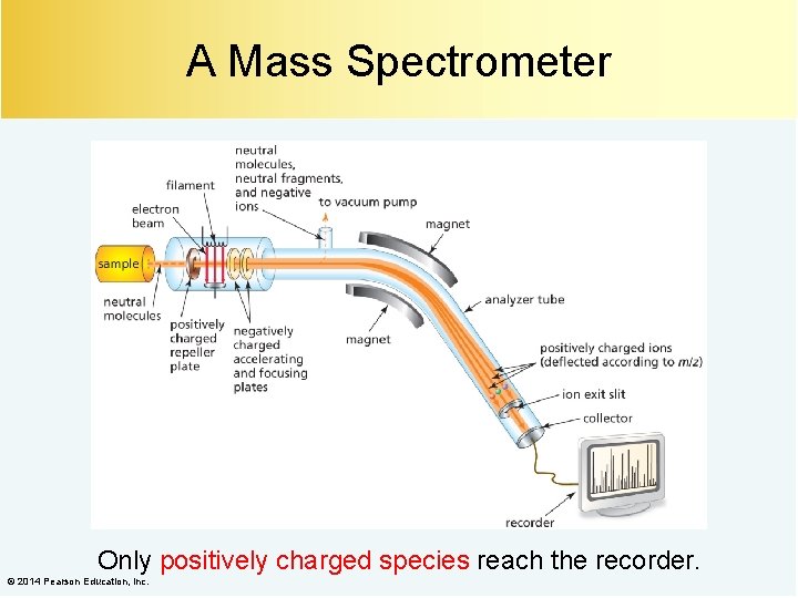 A Mass Spectrometer Only positively charged species reach the recorder. © 2014 Pearson Education,