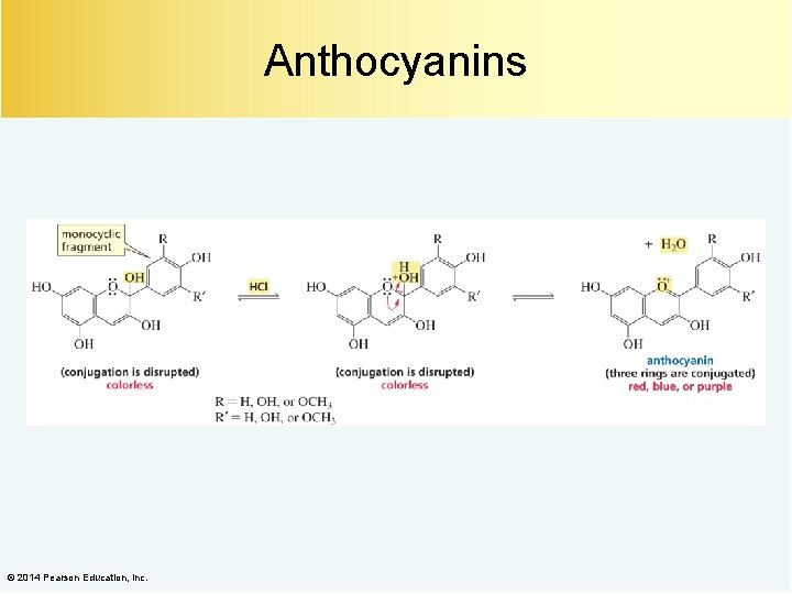 Anthocyanins © 2014 Pearson Education, Inc. 