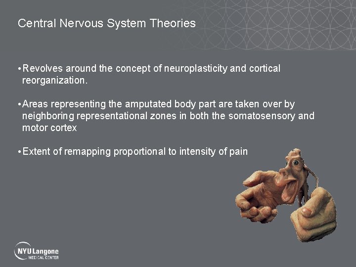 Central Nervous System Theories • Revolves around the concept of neuroplasticity and cortical reorganization.