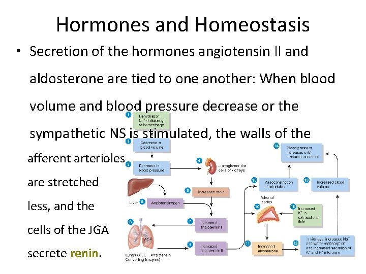 Hormones and Homeostasis • Secretion of the hormones angiotensin II and aldosterone are tied