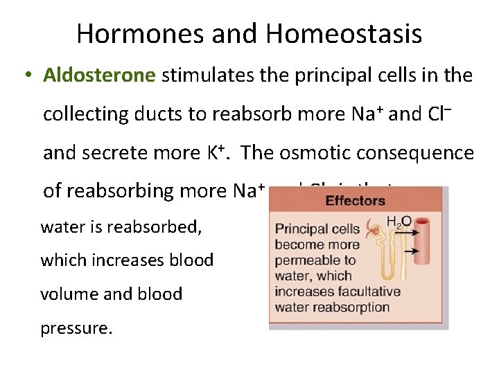 Hormones and Homeostasis • Aldosterone stimulates the principal cells in the collecting ducts to