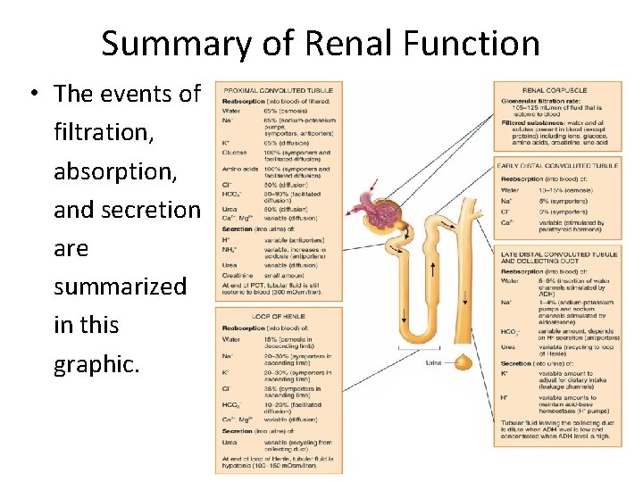 Summary of Renal Function • The events of filtration, absorption, and secretion are summarized