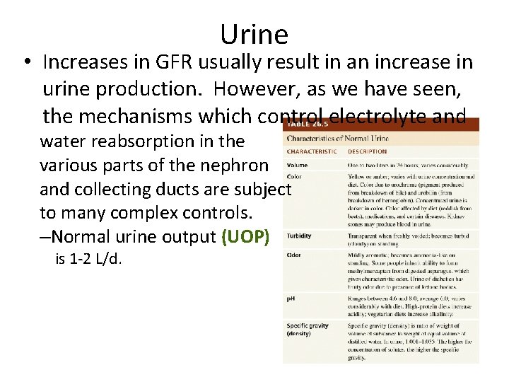 Urine • Increases in GFR usually result in an increase in urine production. However,