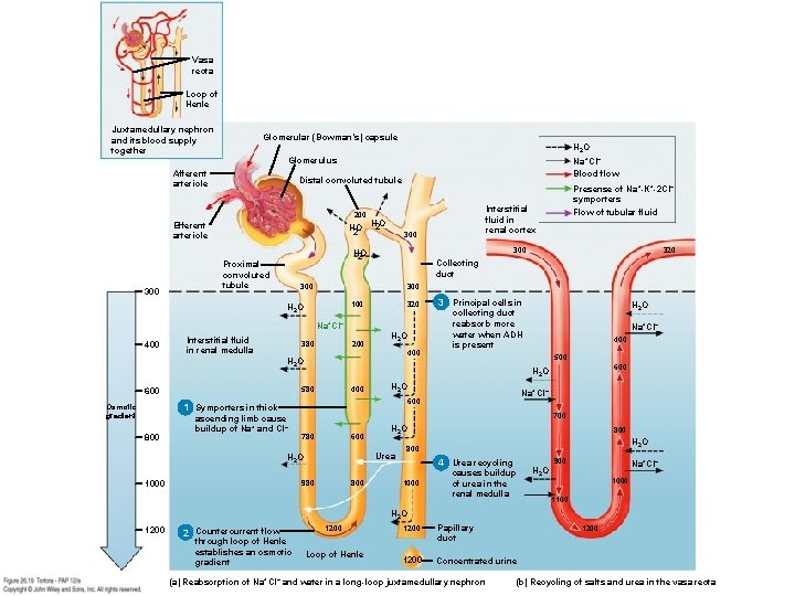 Vasa recta Loop of Henle Juxtamedullary nephron and its blood supply together Glomerular (Bowman’s)