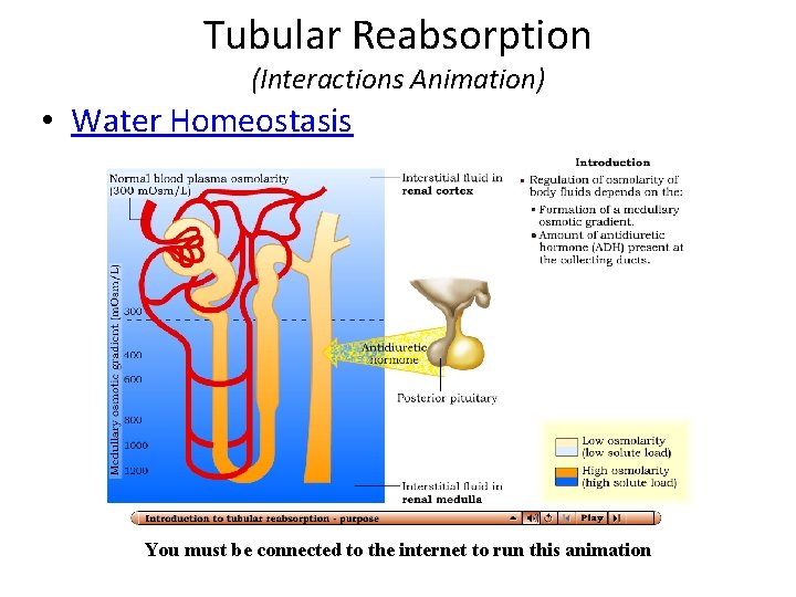 Tubular Reabsorption (Interactions Animation) • Water Homeostasis You must be connected to the internet