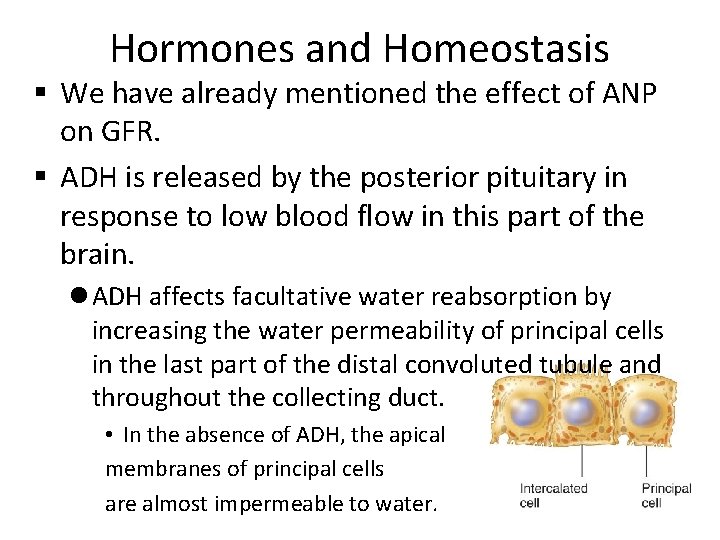 Hormones and Homeostasis § We have already mentioned the effect of ANP on GFR.