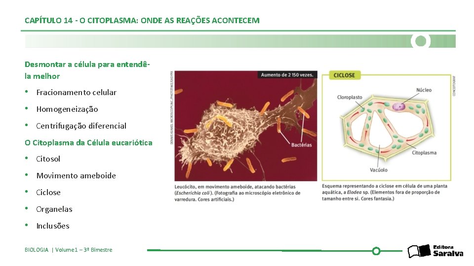 CAPÍTULO 14 - O CITOPLASMA: ONDE AS REAÇÕES ACONTECEM Desmontar a célula para entendêla