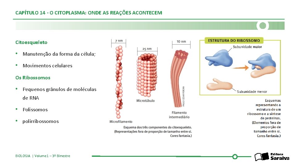 CAPÍTULO 14 - O CITOPLASMA: ONDE AS REAÇÕES ACONTECEM Citoesqueleto • Manutenção da forma