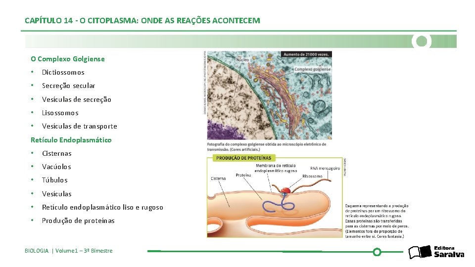 CAPÍTULO 14 - O CITOPLASMA: ONDE AS REAÇÕES ACONTECEM O Complexo Golgiense • Dictiossomos