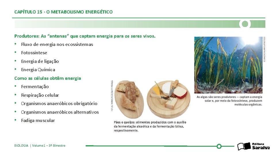 CAPÍTULO 15 - O METABOLISMO ENERGÉTICO Produtores: As “antenas” que captam energia para os