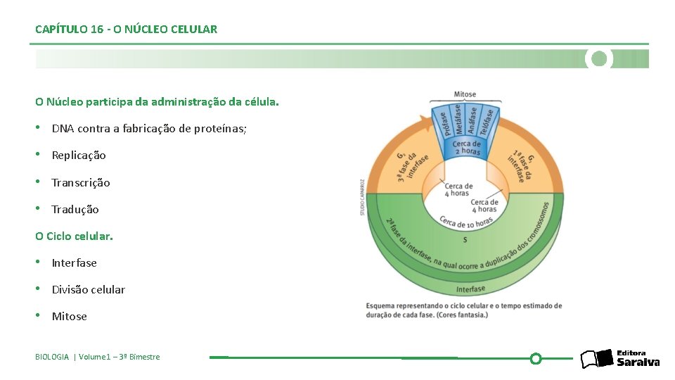 CAPÍTULO 16 - O NÚCLEO CELULAR O Núcleo participa da administração da célula. •