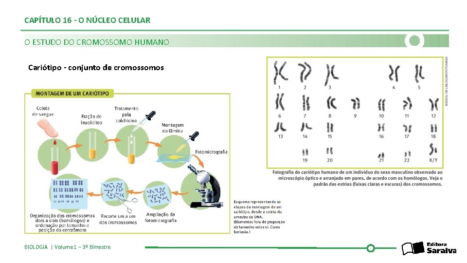 CAPÍTULO 16 - O NÚCLEO CELULAR O ESTUDO DO CROMOSSOMO HUMANO Cariótipo - conjunto