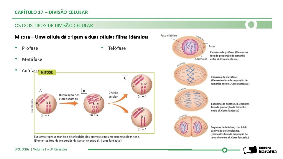 CAPÍTULO 17 – DIVISÃO CELULAR OS DOIS TIPOS DE DIVISÃO CELULAR Mitose – Uma