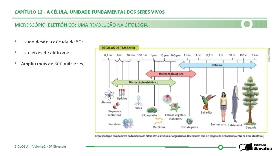 CAPÍTULO 12 - A CÉLULA, UNIDADE FUNDAMENTAL DOS SERES VIVOS MICROSCÓPIO ELETRÔNICO: UMA REVOLUÇÃO