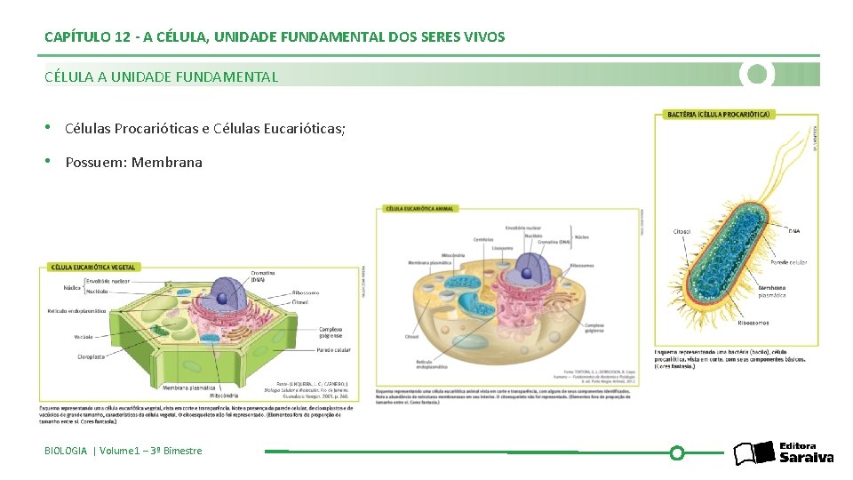 CAPÍTULO 12 - A CÉLULA, UNIDADE FUNDAMENTAL DOS SERES VIVOS CÉLULA A UNIDADE FUNDAMENTAL