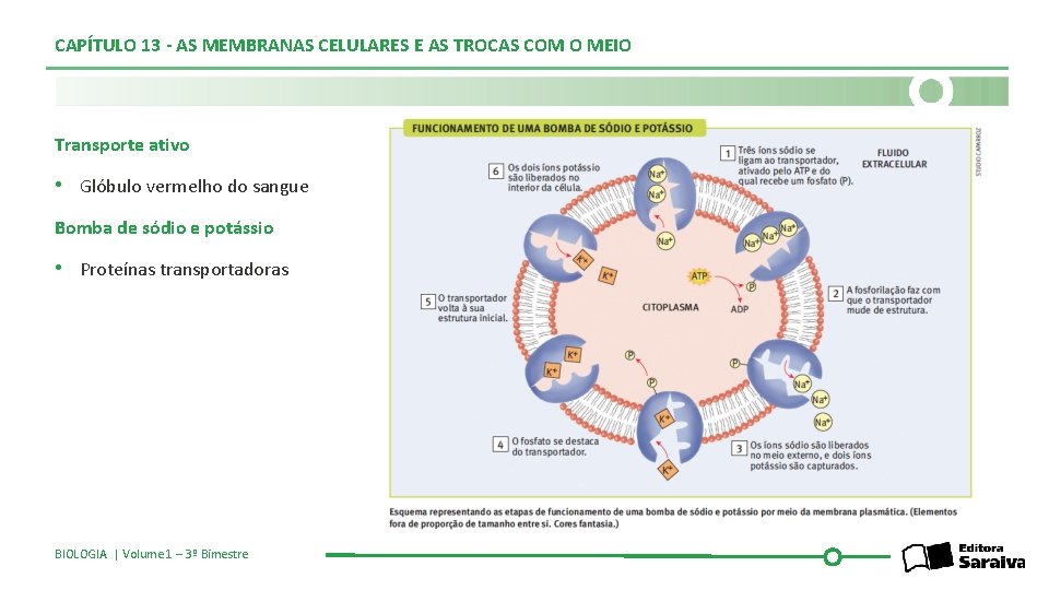 CAPÍTULO 13 - AS MEMBRANAS CELULARES E AS TROCAS COM O MEIO Transporte ativo