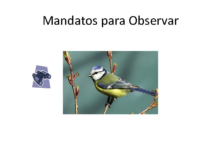 Mandatos para Observar 