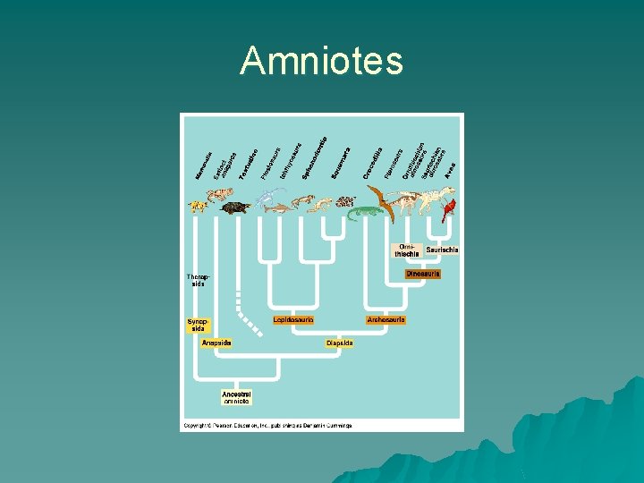 Amniotes 