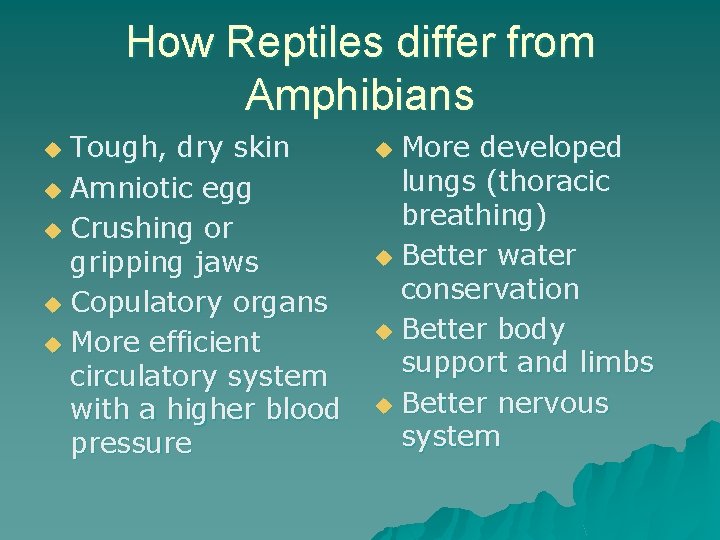 How Reptiles differ from Amphibians Tough, dry skin u Amniotic egg u Crushing or