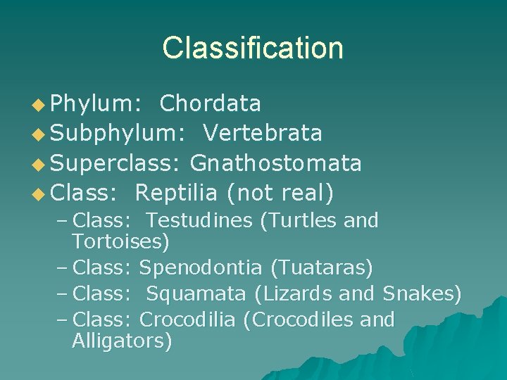 Classification u Phylum: Chordata u Subphylum: Vertebrata u Superclass: Gnathostomata u Class: Reptilia (not