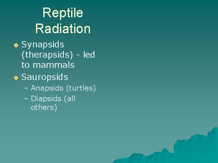 Reptile Radiation Synapsids (therapsids) - led to mammals u Sauropsids u – Anapsids (turtles)