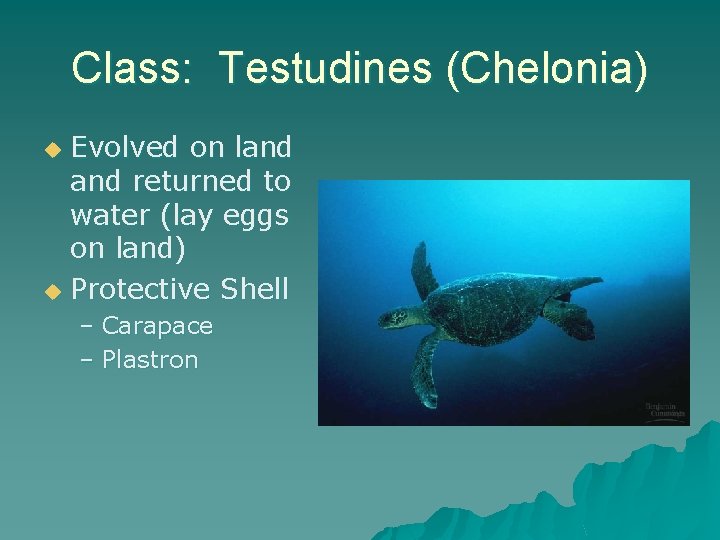 Class: Testudines (Chelonia) Evolved on land returned to water (lay eggs on land) u