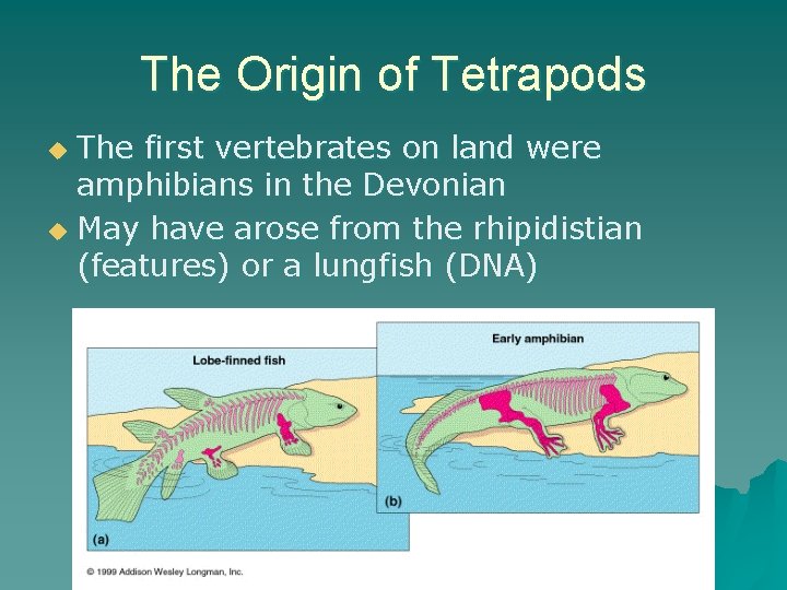 The Origin of Tetrapods The first vertebrates on land were amphibians in the Devonian