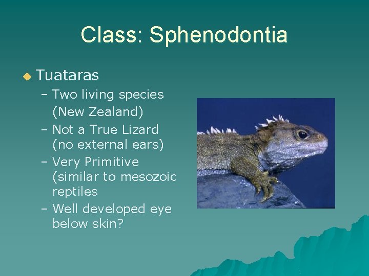 Class: Sphenodontia u Tuataras – Two living species (New Zealand) – Not a True