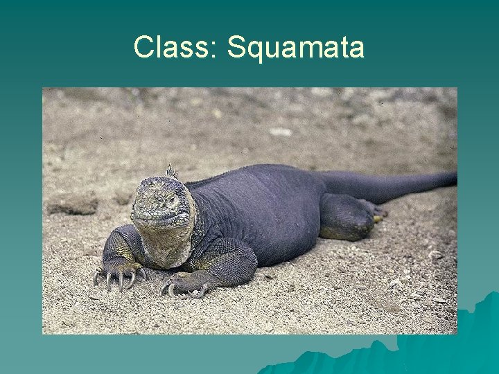 Class: Squamata 