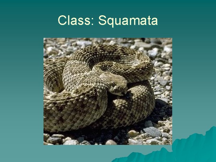 Class: Squamata 