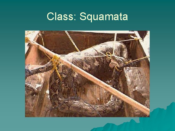 Class: Squamata 