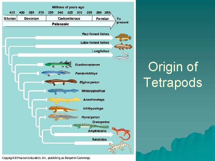 Origin of Tetrapods 