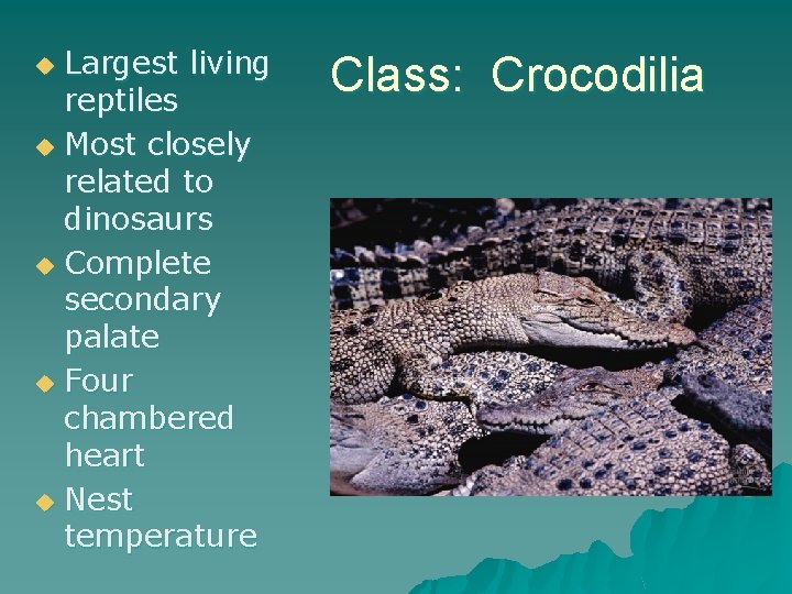 Largest living reptiles u Most closely related to dinosaurs u Complete secondary palate u