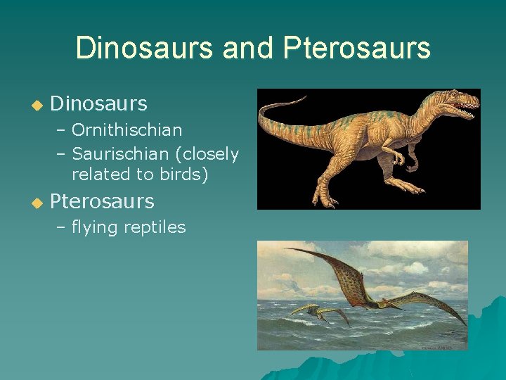Dinosaurs and Pterosaurs u Dinosaurs – Ornithischian – Saurischian (closely related to birds) u