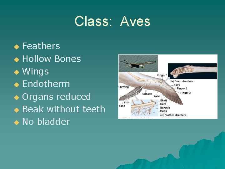 Class: Aves Feathers u Hollow Bones u Wings u Endotherm u Organs reduced u