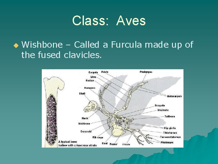 Class: Aves u Wishbone – Called a Furcula made up of the fused clavicles.