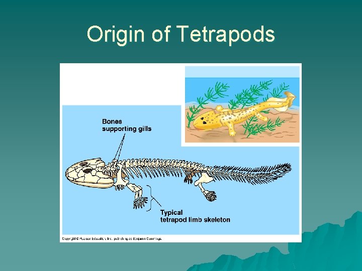 Origin of Tetrapods 