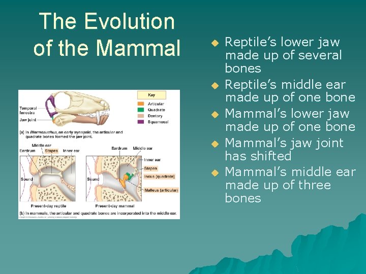 The Evolution of the Mammal u u u Reptile’s lower jaw made up of