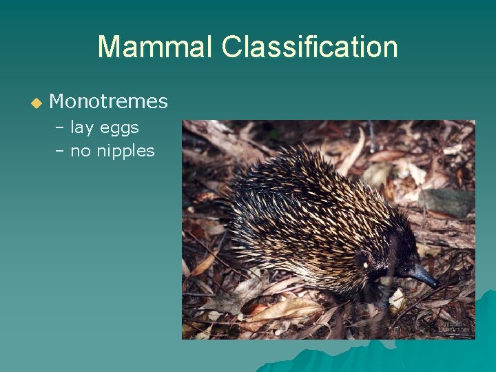 Mammal Classification u Monotremes – lay eggs – no nipples 
