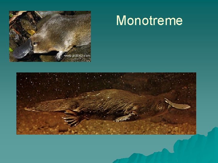 Monotreme 