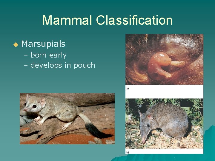 Mammal Classification u Marsupials – born early – develops in pouch 