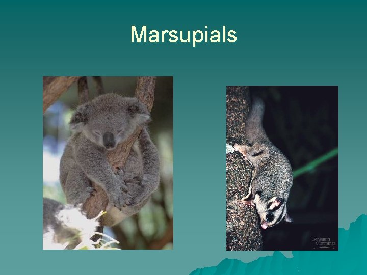 Marsupials 