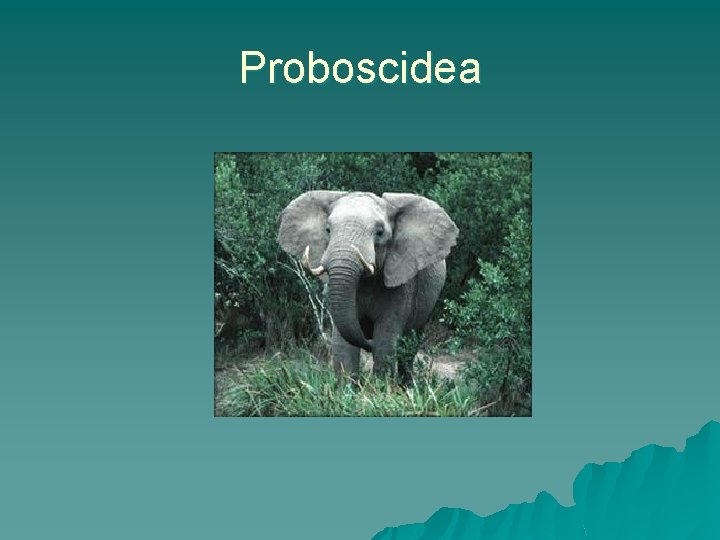 Proboscidea 