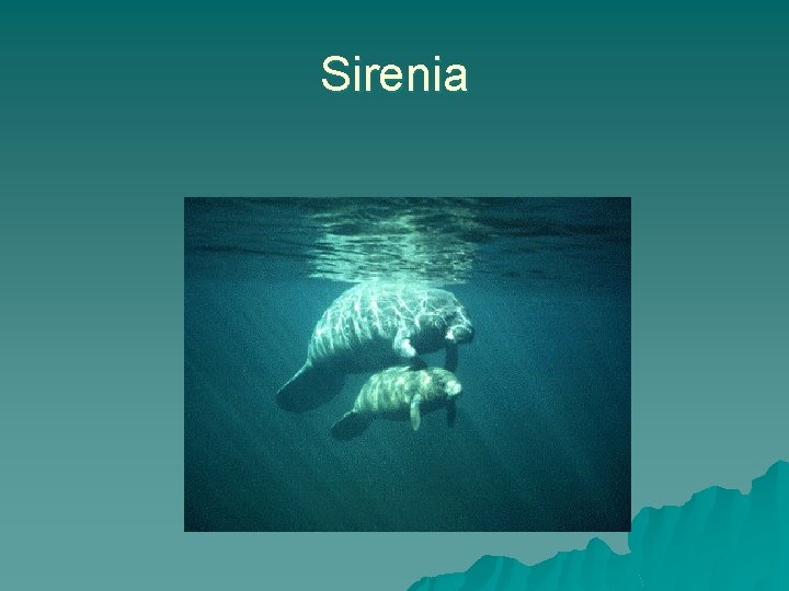 Sirenia 