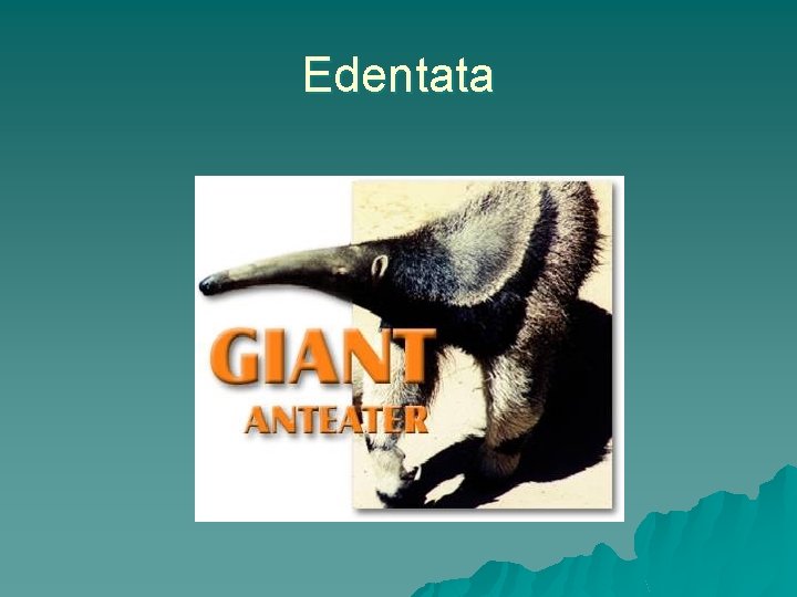 Edentata 