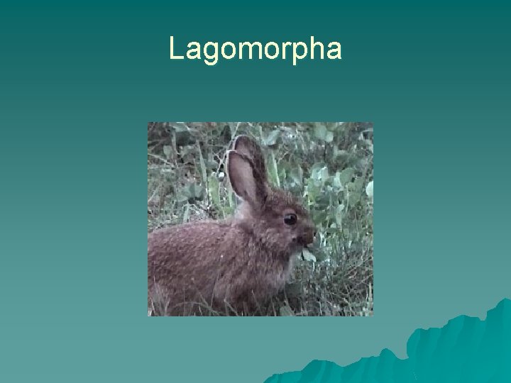 Lagomorpha 