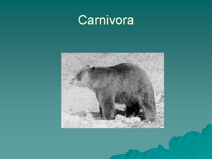 Carnivora 