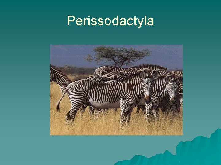 Perissodactyla 